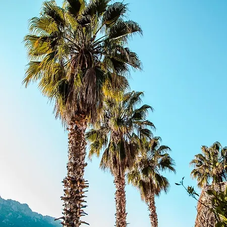 木屋 The Hill Glamping Çıralı